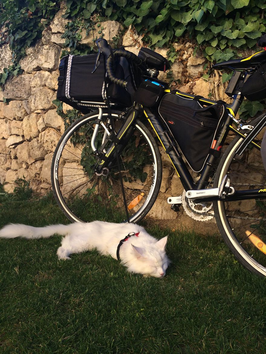 猫 旅行