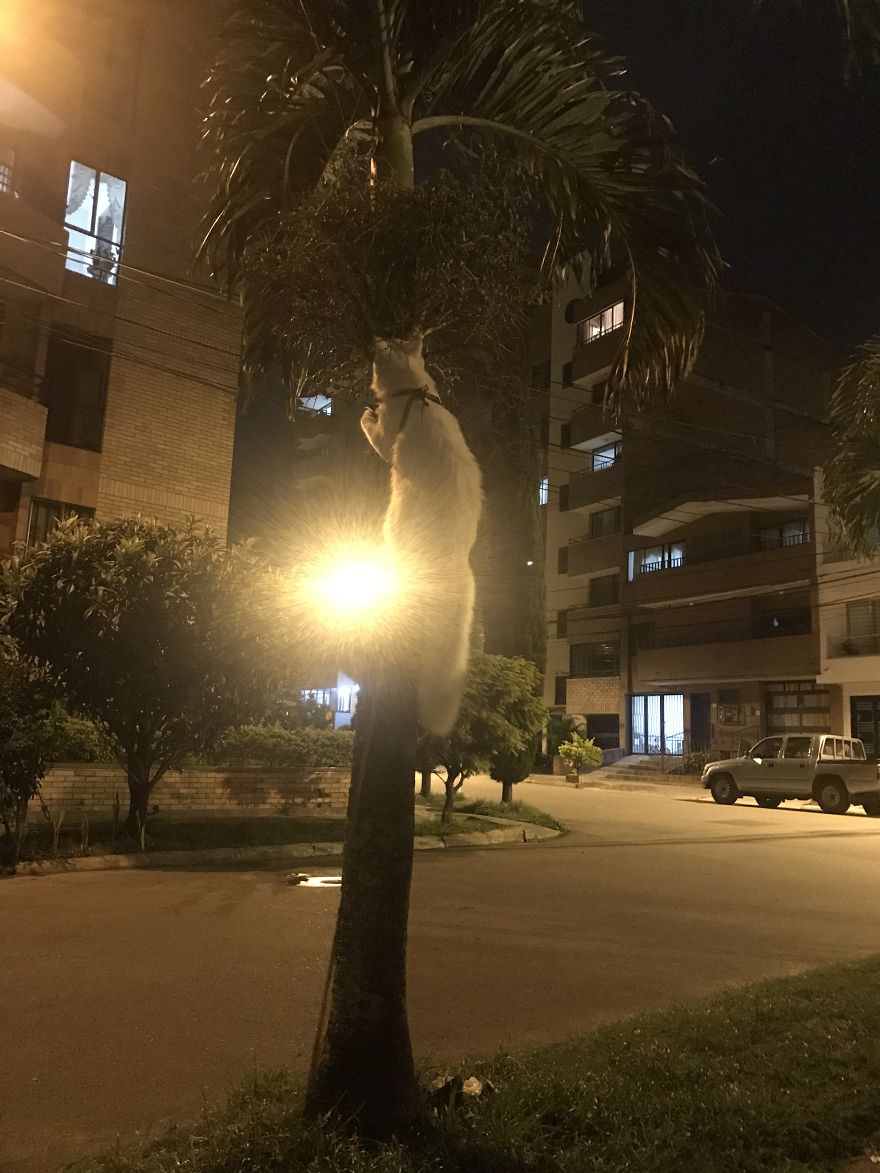 猫 旅行