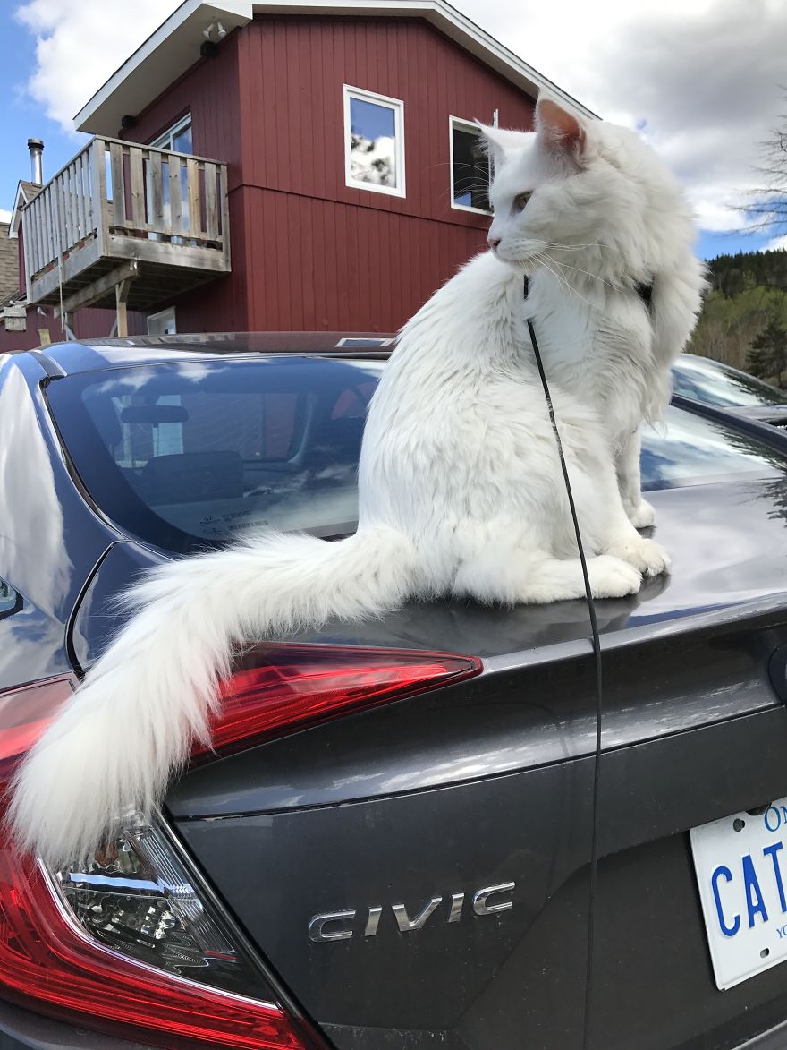 猫 旅行