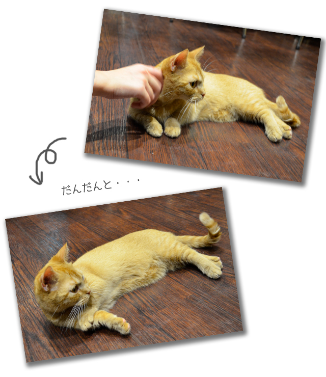 マンチカン ももちゃん