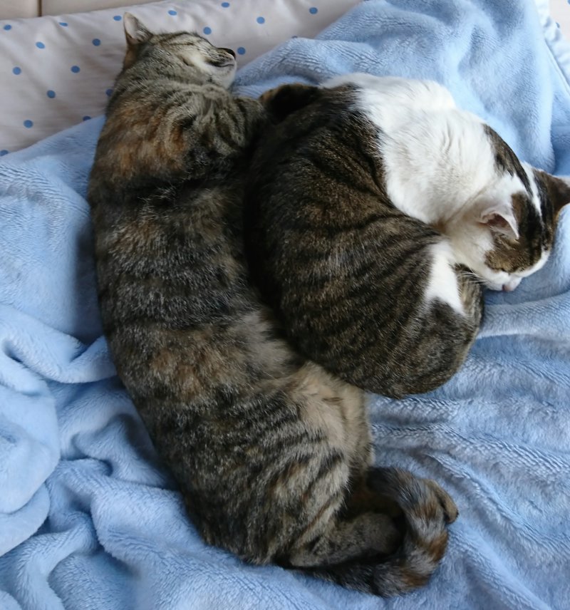 猫 換毛期