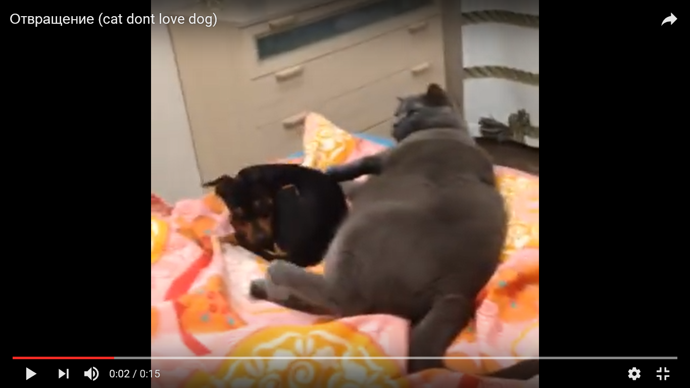 猫 犬 面白動画