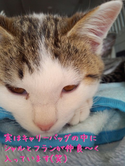 キャリーバッグ 嫌がる