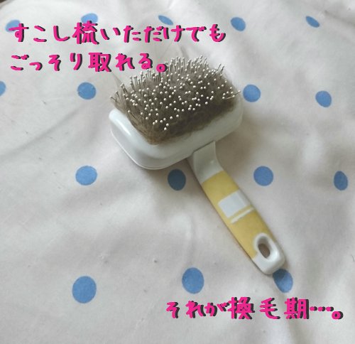 猫 換毛期