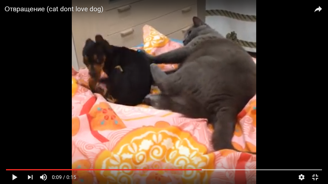 猫 犬 面白動画