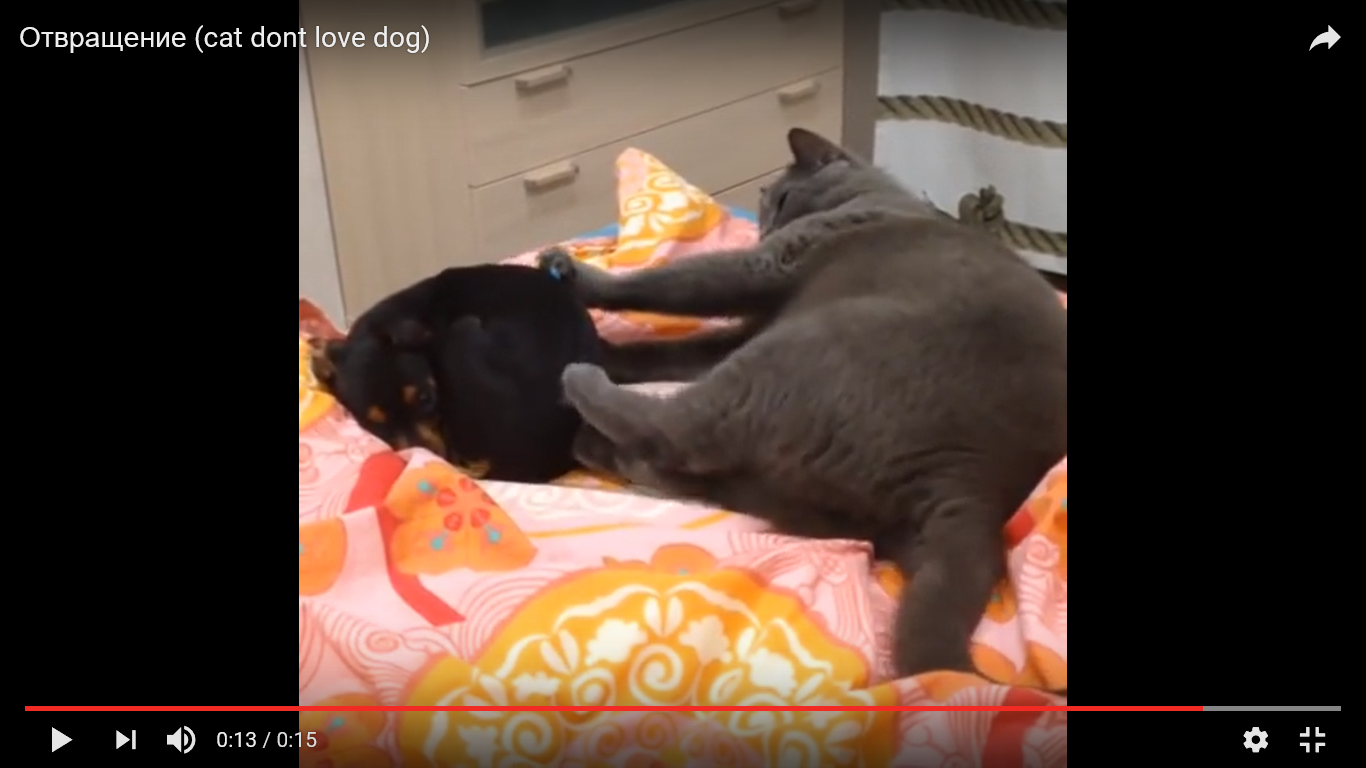 猫 犬 面白動画