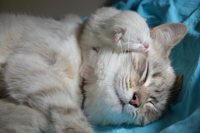 子猫 秋 販売