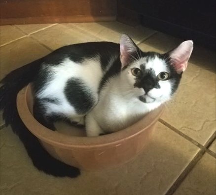 猫 甘えん坊 海外