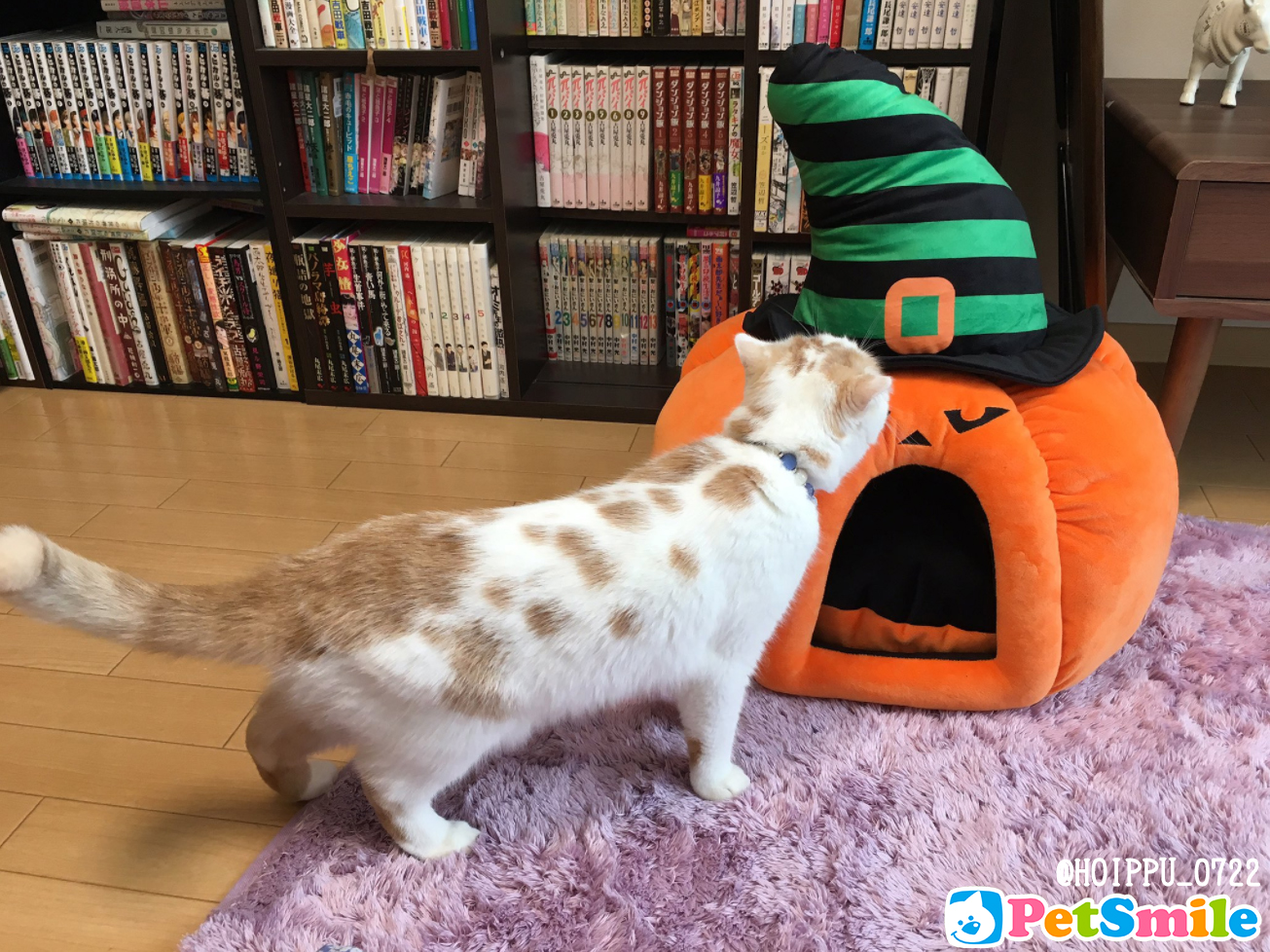 ホイップちゃん⑦