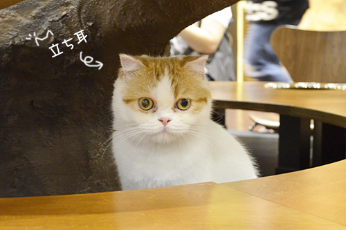 猫カフェミネット スコティッシュフォールド