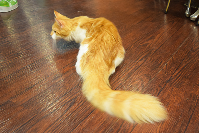 猫カフェミネット メインクーン