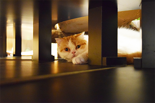 猫カフェミネット スコティッシュフォールド