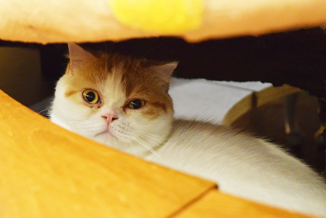 猫カフェミネット スコティッシュフォールド
