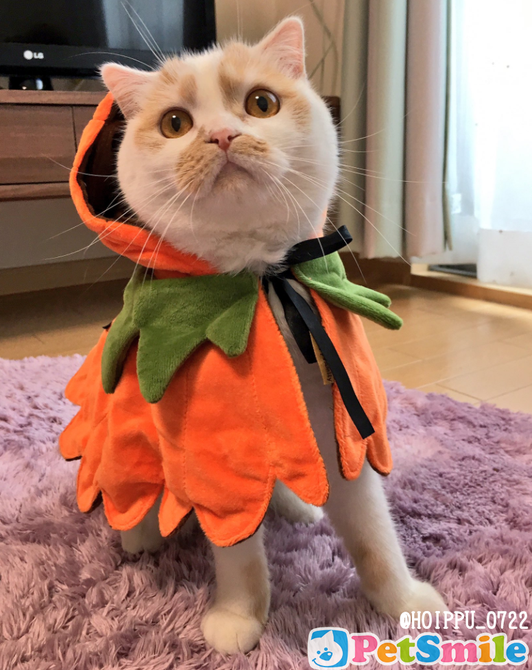 ホイップちゃん②