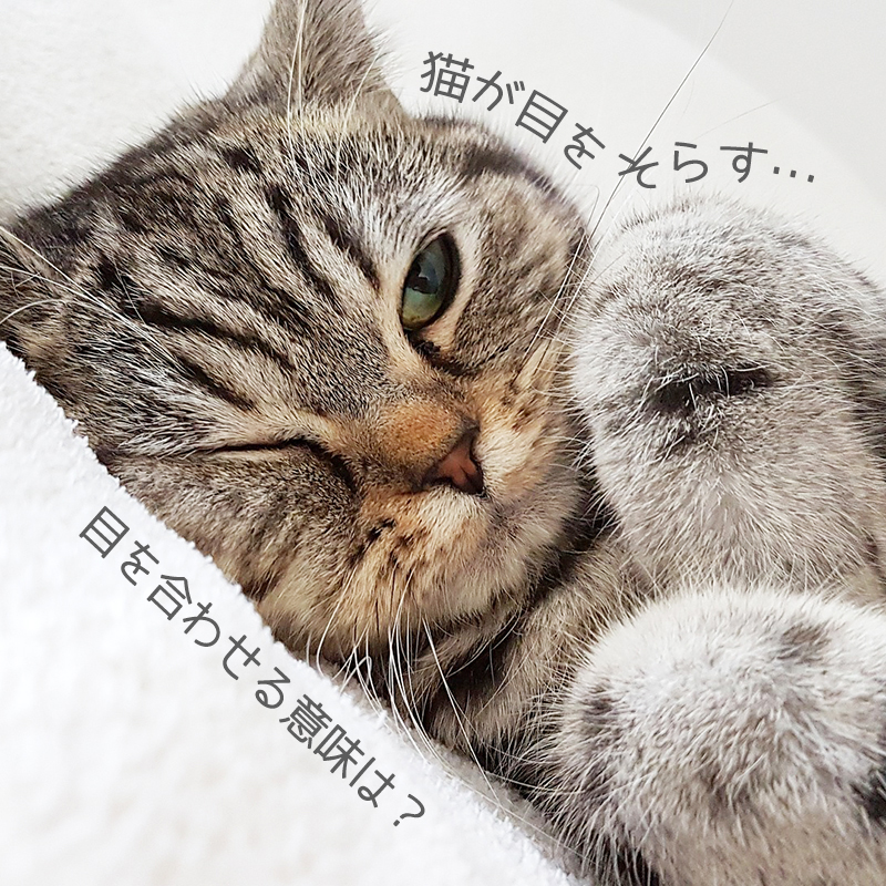 猫が目をそらす 目を合わせる時の本当の意味は おしゃべりな猫の目から気持ちを読み取ろう 猫の総合情報サイト ペットスマイルニュースforネコちゃん