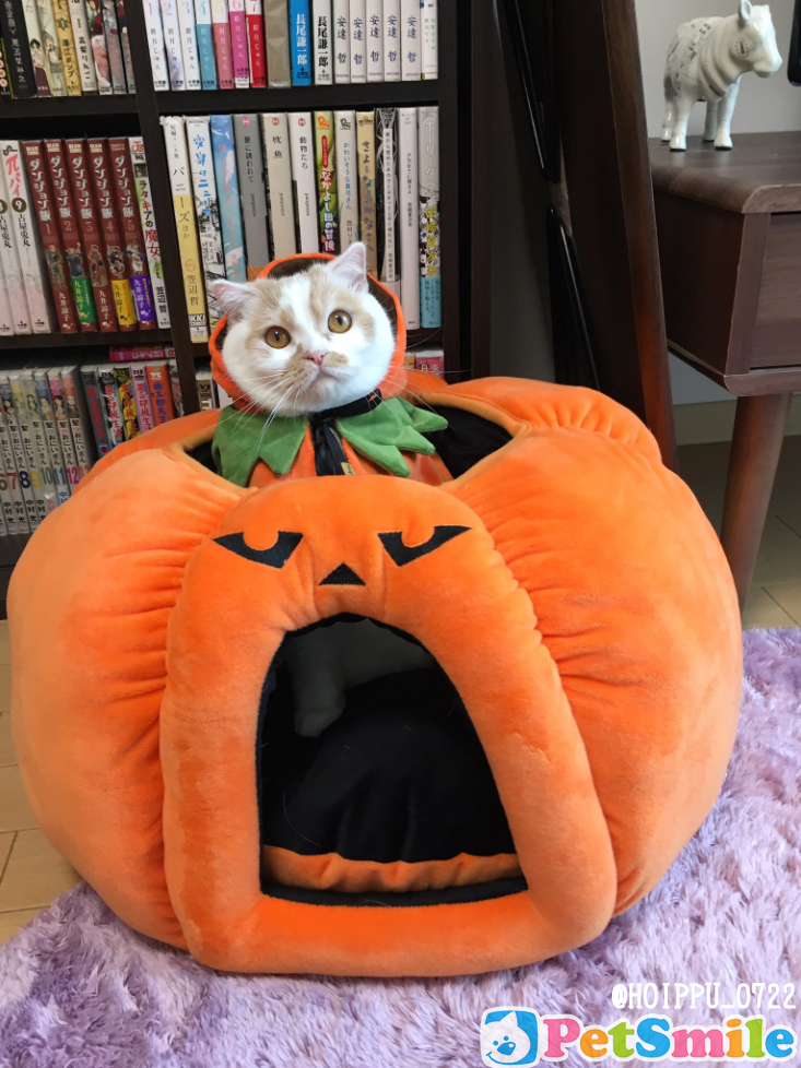 ホイップちゃん⑥