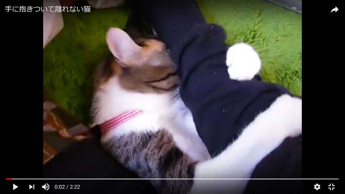 猫 癒し動画