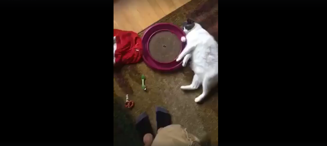 猫 面白動画