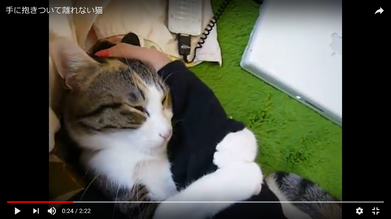 猫 癒し動画