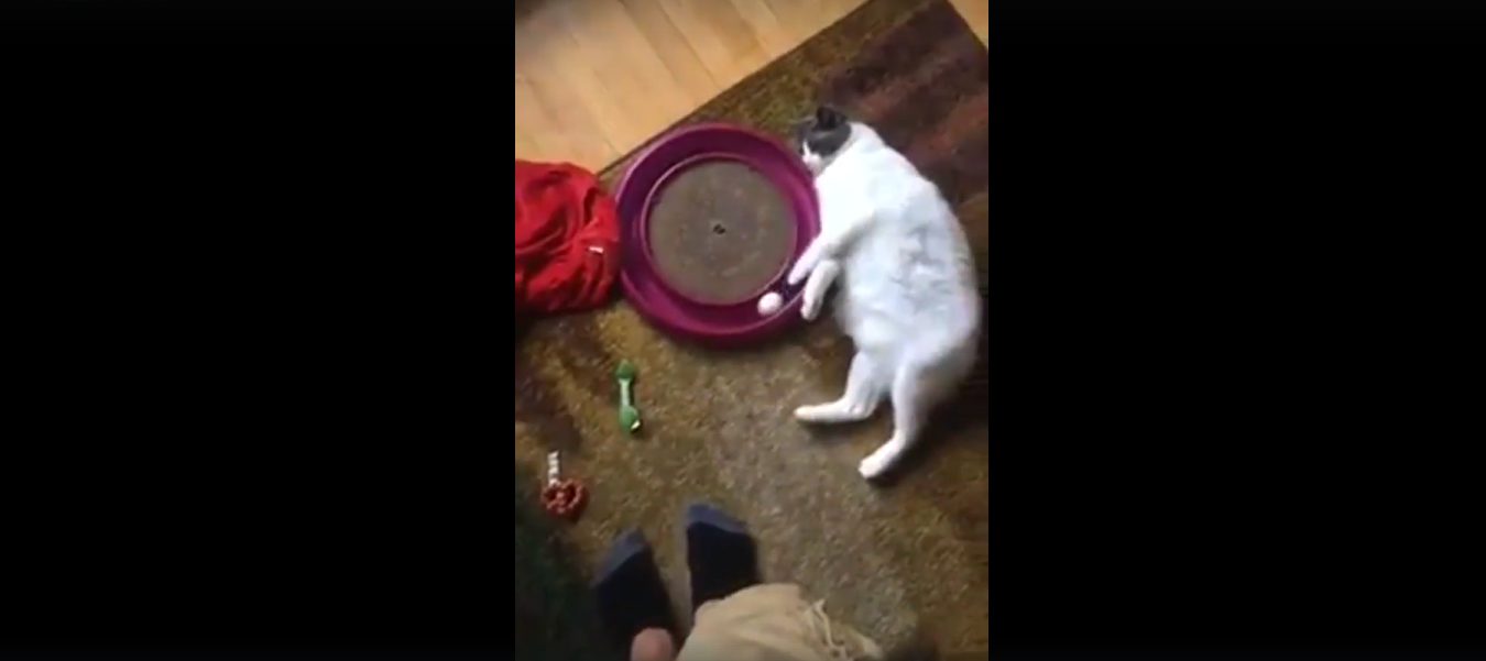 猫 面白動画