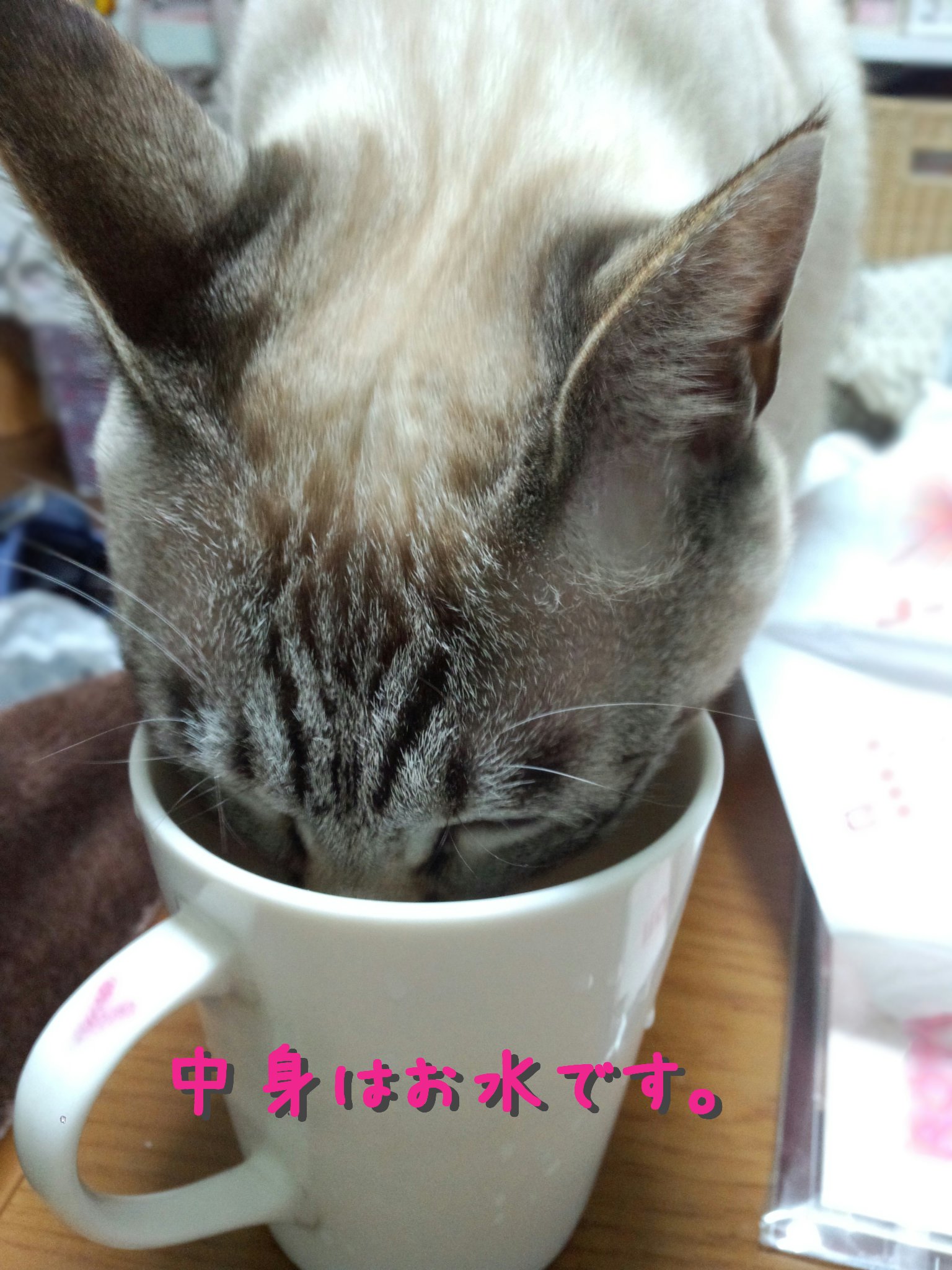 猫 秋 果物