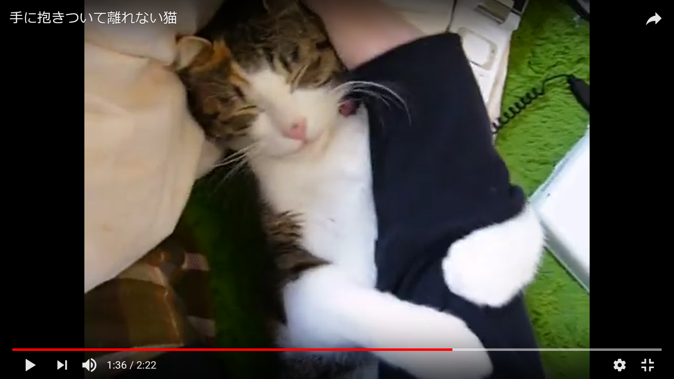 猫 癒し動画