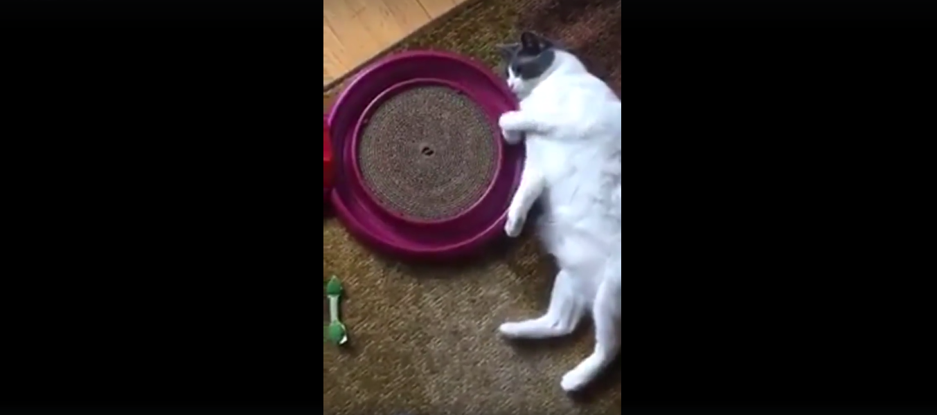 猫 面白動画