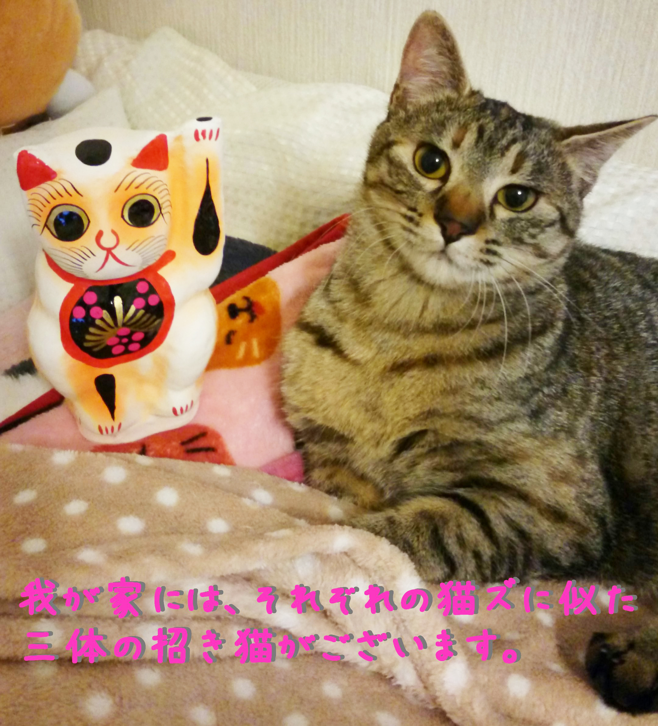 猫 記念日 ペット