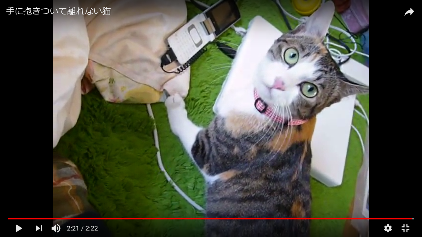 猫 癒し動画