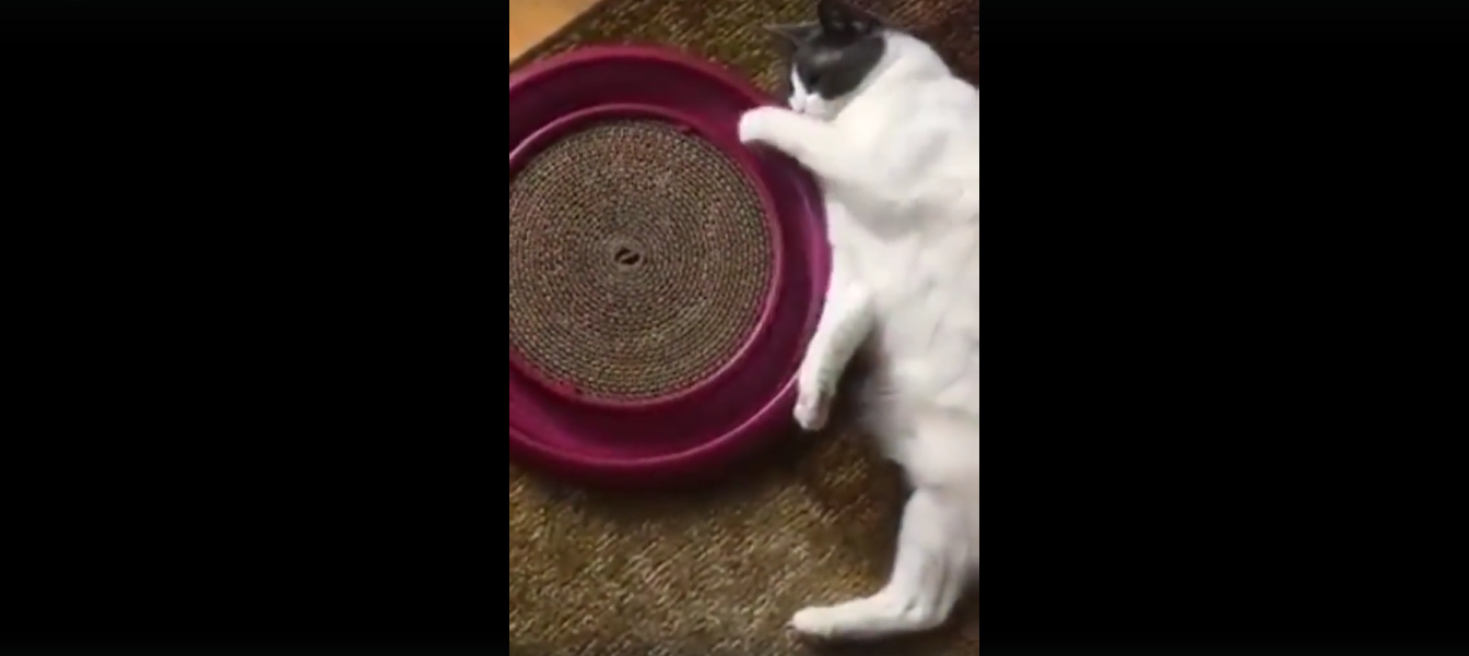 猫 面白動画
