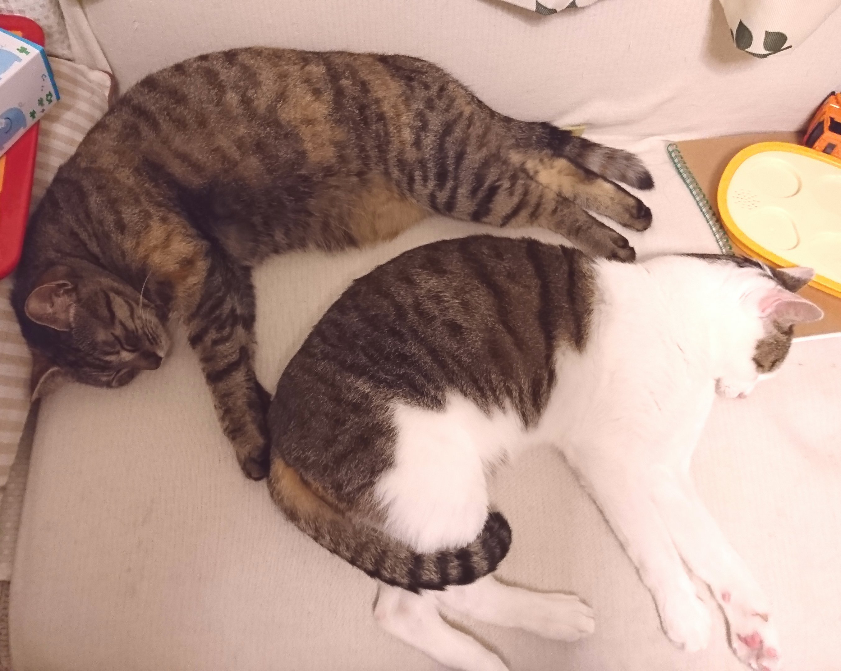 猫 記念日 ペット
