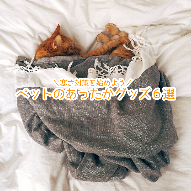 愛猫の冬の寒さ対策を始めよう!留守番時におすすめのペットのあったかグッズ6選