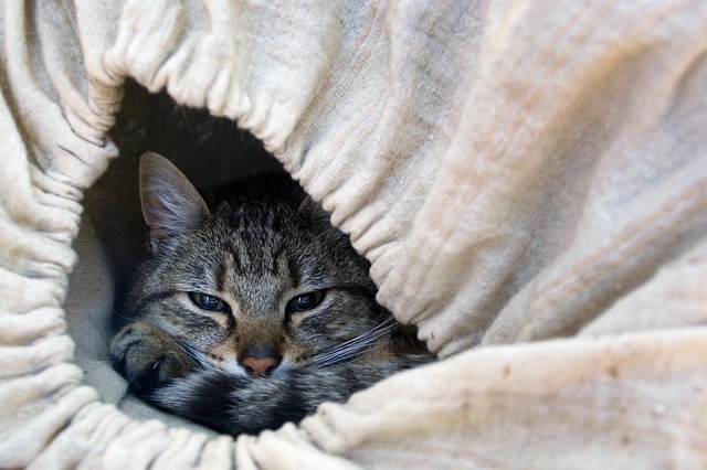 cat-2960805_640