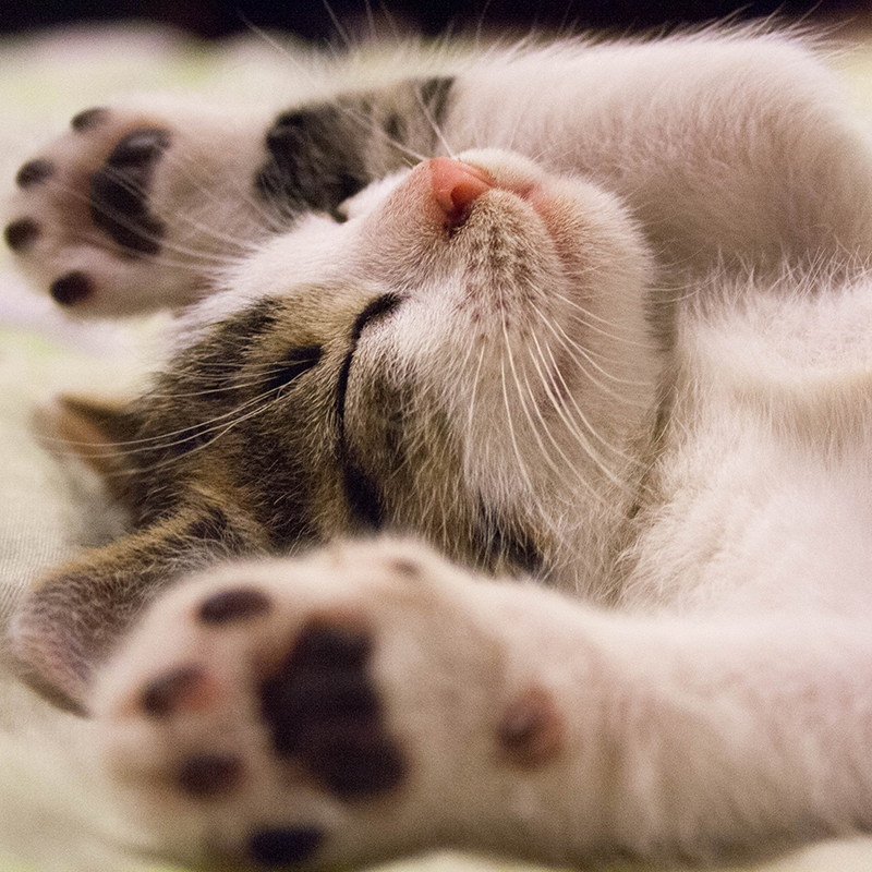 猫の寝相にはこんな意味が！？添い寝をしてくる猫の本当の気持ちとは？