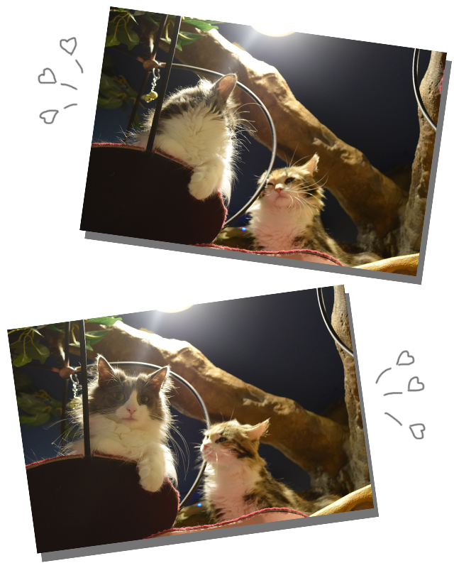 ノルウェージャンフォレストキャット