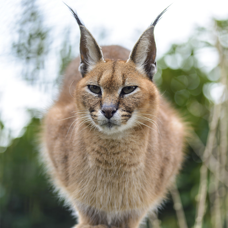 カラカルは日本でペットとして飼える 動物園で会える場所は