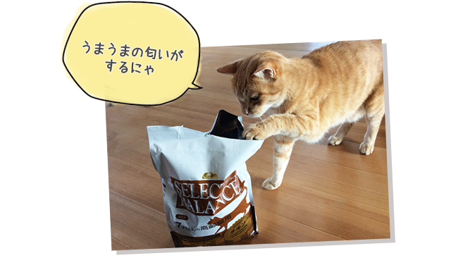 セレクトバランス猫