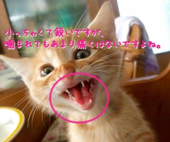 image003