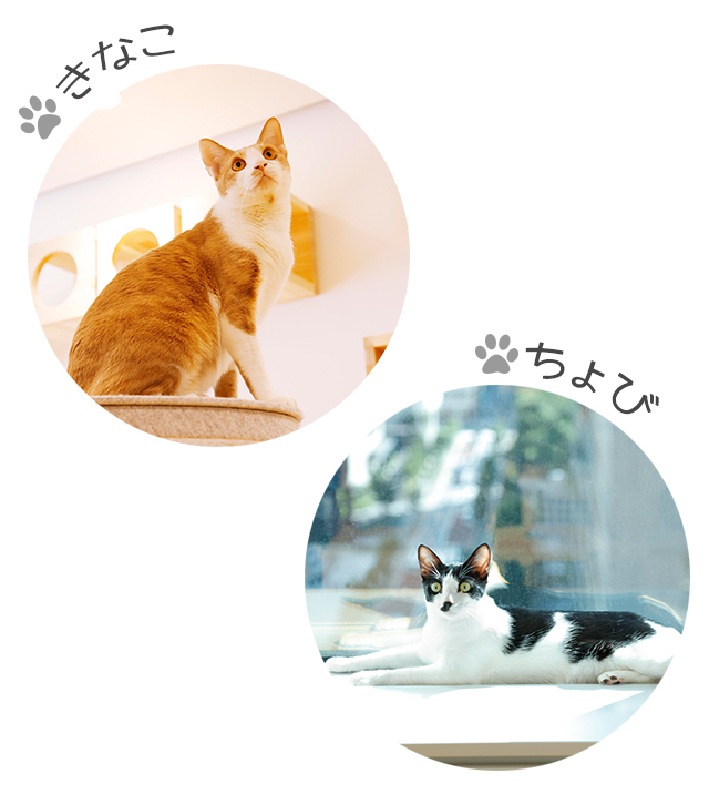 きなこ、ちょび