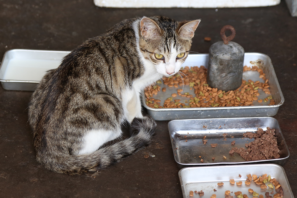 猫と食器02