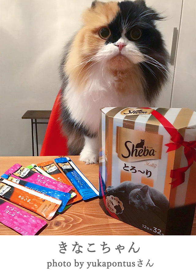きなこ