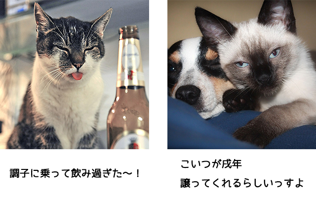 投稿例