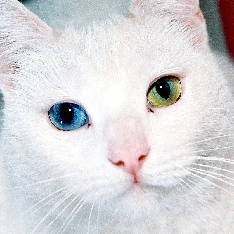 白猫に多い魅惑のオッドアイ 気になるその原因と寿命 性格は