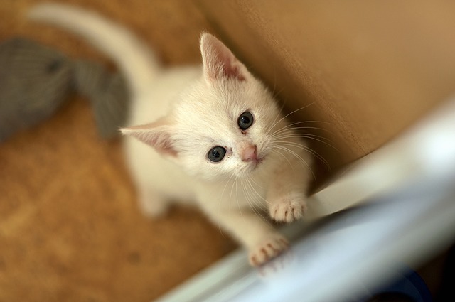 kitten-813599_640
