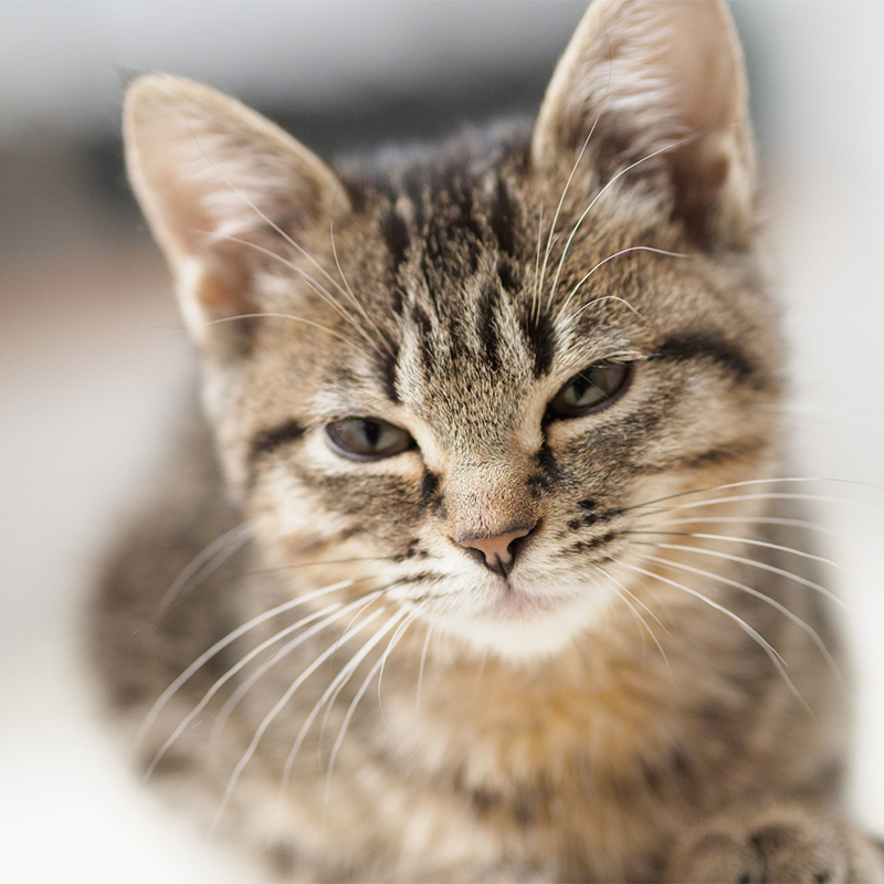 【獣医師監修】猫が痩せる原因・対策法！痩せすぎのサインに注意