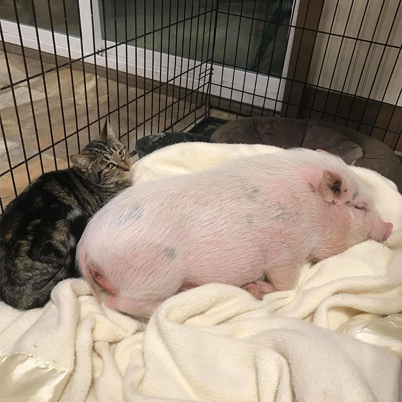 海外の施設で芽生えた猫と豚の友情ストーリー