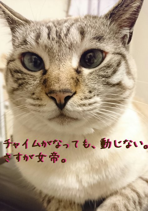 我が家は猫でまわってる 第７４話 飼い主の声を認識する 猫は恩知らずなんかじゃないと思うのです 猫の総合情報サイト ペットスマイルニュースforネコ ちゃん