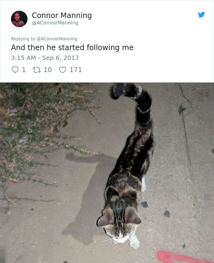 street-cat-socks-follow-human-5a