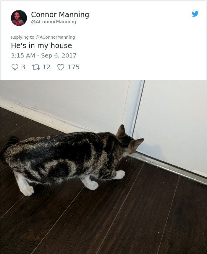 street-cat-socks-follow-human-6a