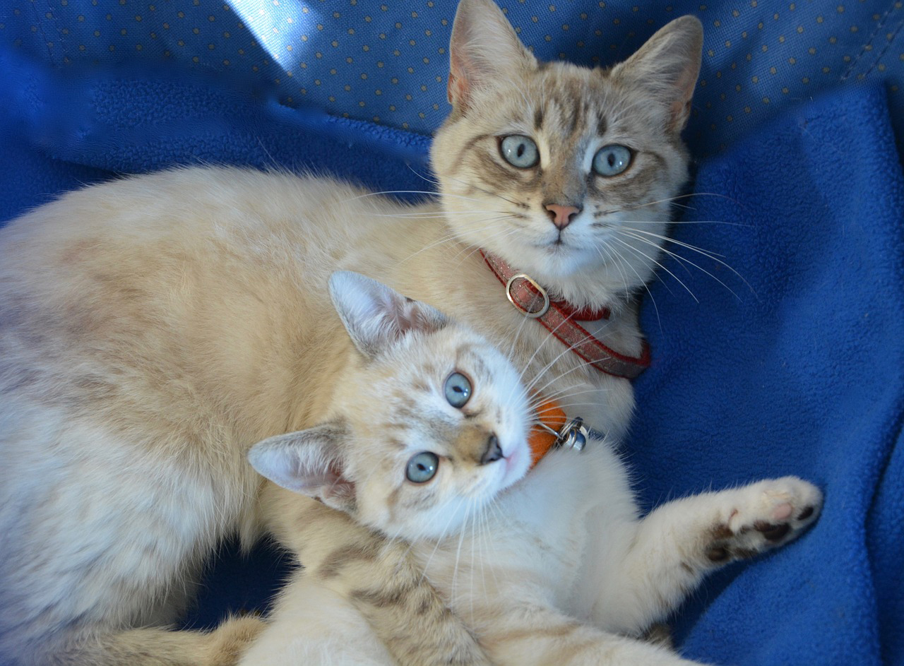親子の猫